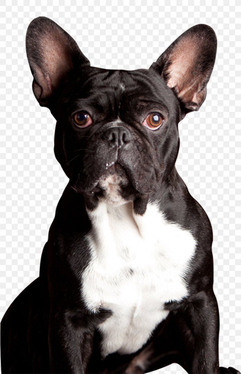 French Bulldog Toy Bulldog Boston Terrier Dog Breed, PNG, 1567x2428px, French Bulldog, Boston, Boston Terrier, Breed, Bulldog Download Free