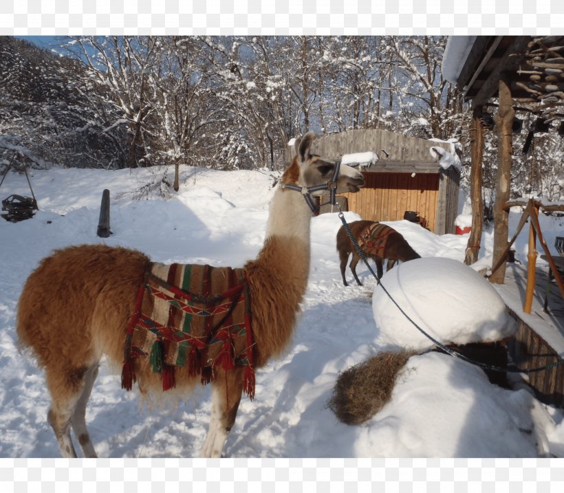 Llama Snow Caving Igloo Canyoning, PNG, 2000x1750px, Llama, Adventure, Alpaca, Camel Like Mammal, Canyoning Download Free