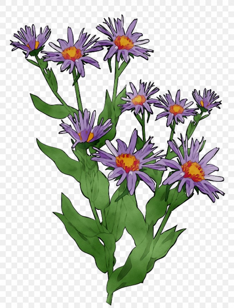 Purple Cut Flowers Annual Plant Wildflower, PNG, 1079x1420px, Purple, African Daisy, Alpine Aster, Annual Plant, Aster Download Free
