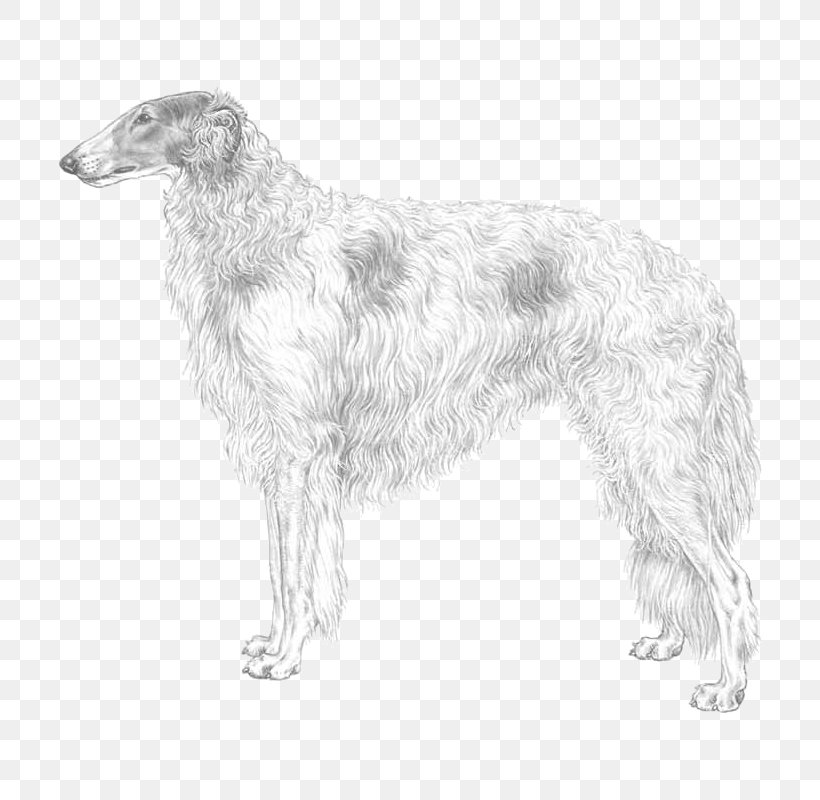 Silken Windhound Borzoi American Staghound Scottish Deerhound English Setter, PNG, 800x800px, Silken Windhound, Afghan Hound, American Staghound, Black And White, Borzoi Download Free