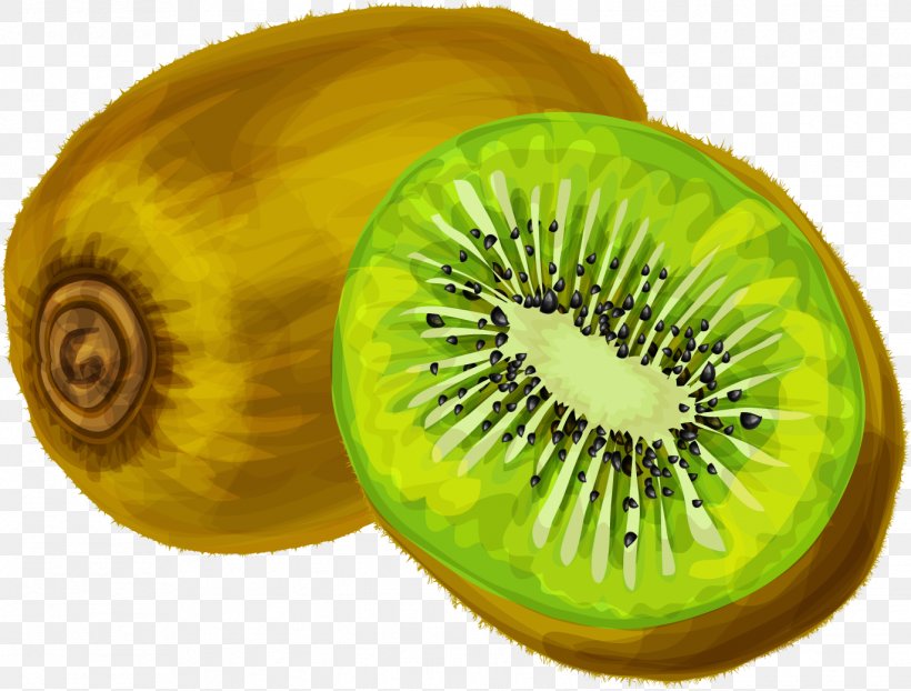 Attractive Actinidia, PNG, 1371x1041px, Kiwifruit, Banana, Food, Fruit, Garnish Download Free