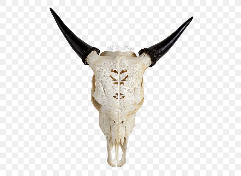 Cattle Skull XL Horns Turquoise, PNG, 600x600px, Cattle, Bone, Cattle Like Mammal, Cow Goat Family, Horn Download Free