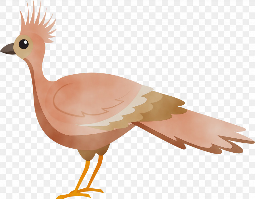 Chicken Ducks Birds Water Bird Beak, PNG, 3000x2342px, Bird Cartoon, Beak, Biology, Birds, Chicken Download Free