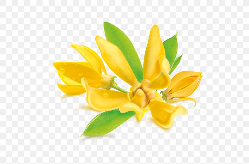 Lily Flower Cartoon, PNG, 623x543px, Ylangylang, Aromatherapy, Badolie, Bath Salts, Bergamot Essential Oil Download Free
