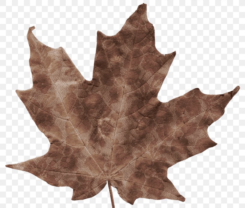 Autumn Leaves Autumn Leaf Color Maple Leaf, PNG, 800x695px, Autumn, Autumn Leaf Color, Autumn Leaves, Brown, Chlorophyll Download Free