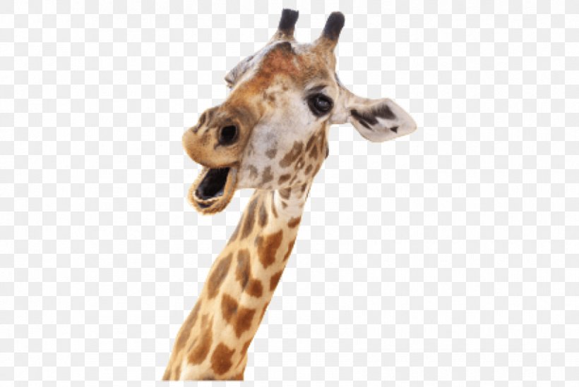 Giraffe Stock Photography Royalty-free Stock.xchng Image, PNG, 850x570px, Giraffe, Fauna, Giraffidae, Giraffids, Neck Download Free