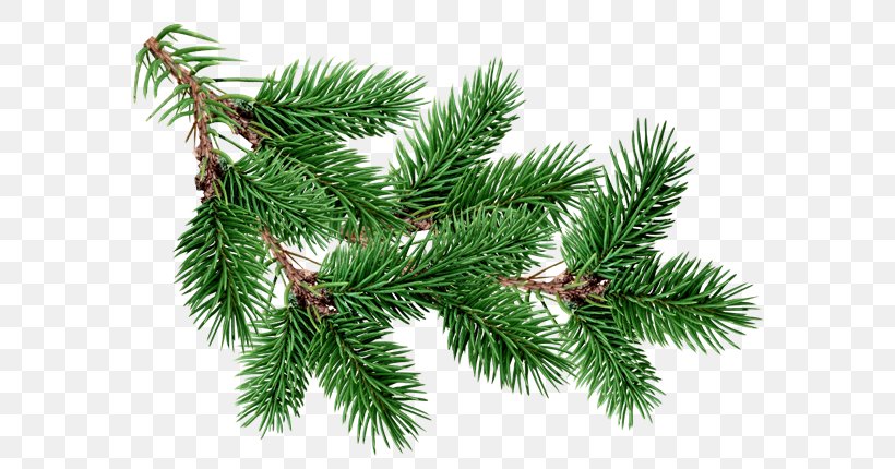 Fir Pine Christmas Tree, PNG, 600x430px, Fir, Biome, Blue Spruce, Branch, Christmas Download Free