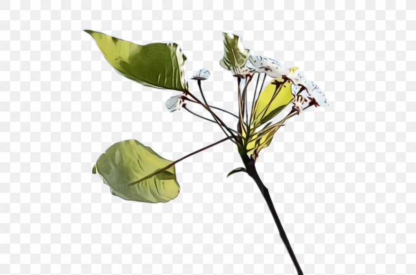 Flower Plant Leaf Flowering Plant Anthurium, PNG, 2000x1324px, Watercolor, Anthurium, Arum Family, Flower, Flowering Plant Download Free