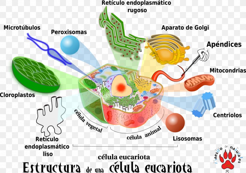 Organism Clip Art, PNG, 1428x1004px, Watercolor, Cartoon, Flower, Frame, Heart Download Free