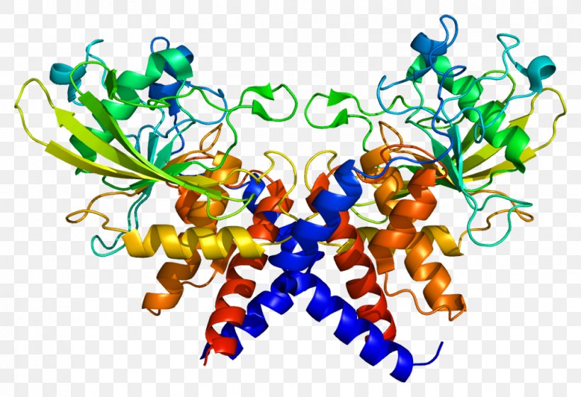 Replication Protein A3 Single-stranded Binding Protein Replication Protein A1, PNG, 1017x695px, Replication Protein A, Artwork, Dna Replication, E Coli, Enzyme Download Free