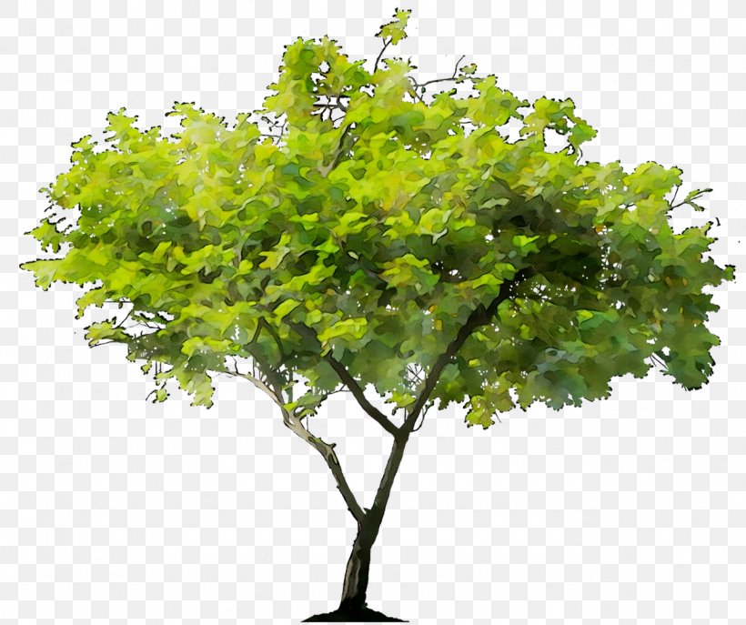 Stock Photography Tree Royalty-free Stock.xchng Scarlet Oak, PNG, 1284x1077px, Stock Photography, Black Oak, Branch, Drawing, Flower Download Free