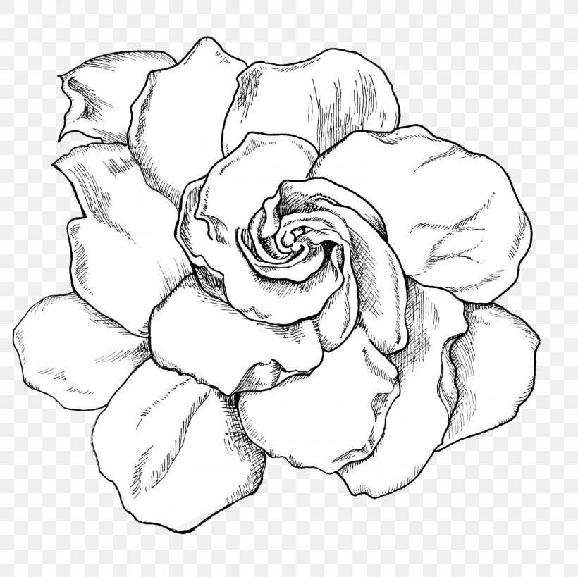 Cape Jasmine Drawing Flower Gardenia Thunbergia Clip Art, PNG, 1600x1600px, Cape Jasmine, Art, Art Museum, Artwork, Black And White Download Free