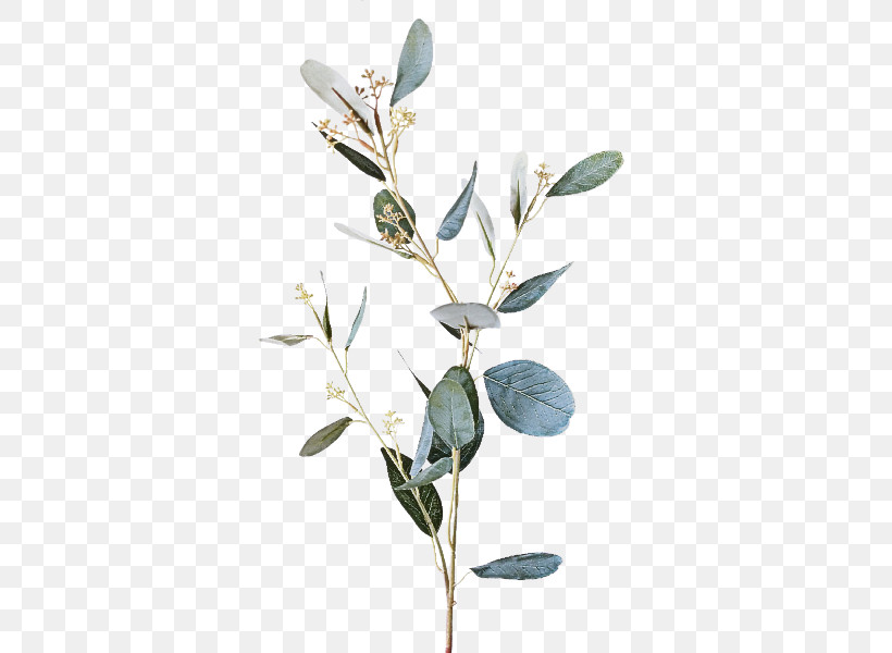 Flower Plant Branch Leaf Twig, PNG, 800x600px, Flower, Branch, Bud, Eucalyptus, Leaf Download Free