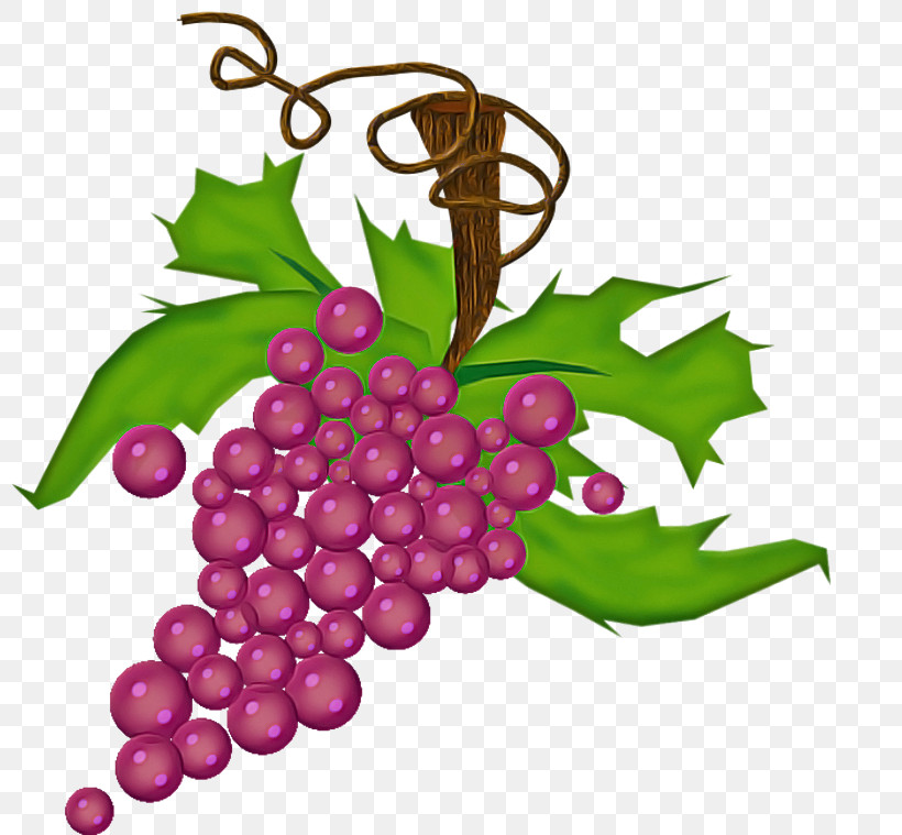 Grape Seedless Fruit Grapevine Family Grape Leaves Leaf, PNG, 800x759px, Grape, Flower, Fruit, Grape Leaves, Grapevine Family Download Free
