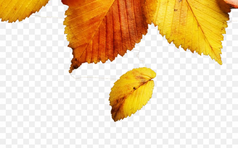 Leaf Autumn Yellow Wallpaper, PNG, 1920x1200px, Leaf, Android, Autumn, Autumn Leaf Color, Close Up Download Free