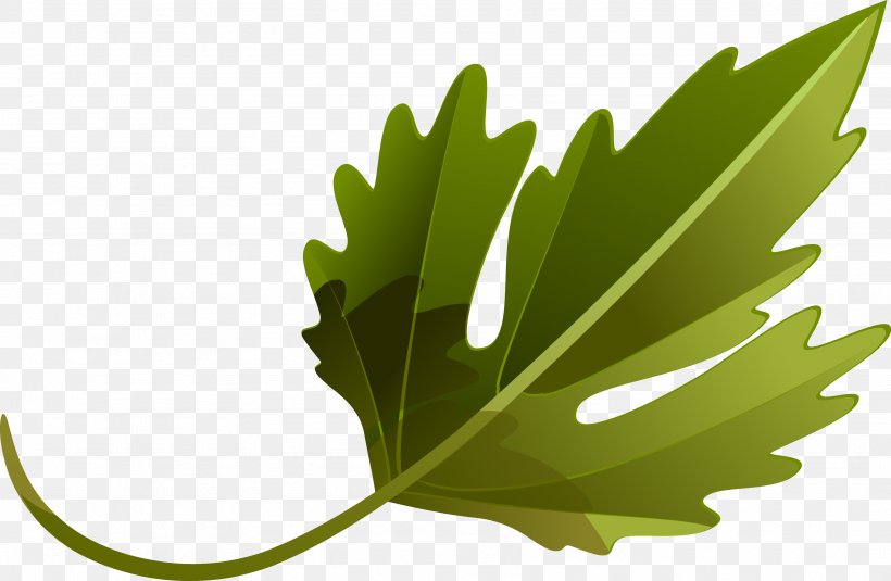 Leaf Vegetable Plant Tree, PNG, 3542x2311px, Leaf, Grass, Leaf Vegetable, Plant, Tree Download Free
