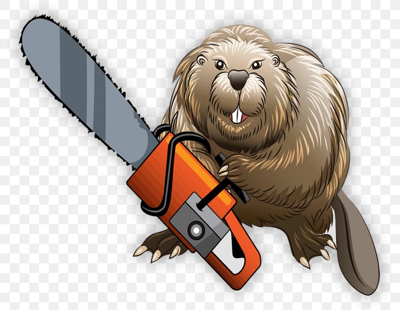 Beaver Chainsaw, PNG, 800x636px, Beaver, Carnivoran, Chainsaw, Chainsaw Safety Features, Humour Download Free