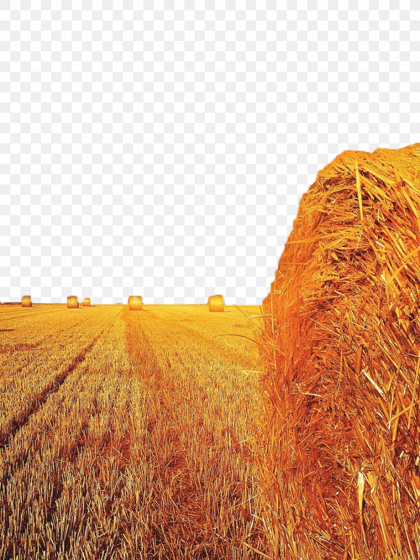 Field Straw-bale Construction Harvest Wheat, PNG, 900x1200px, Field, Agriculture, Baler, Commodity, Crop Download Free