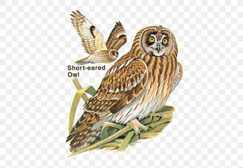 Great Grey Owl Local Birds Of Santa Barbara Santa Maria, PNG, 454x566px, Owl, Barn Owl, Beak, Bird, Bird Of Prey Download Free