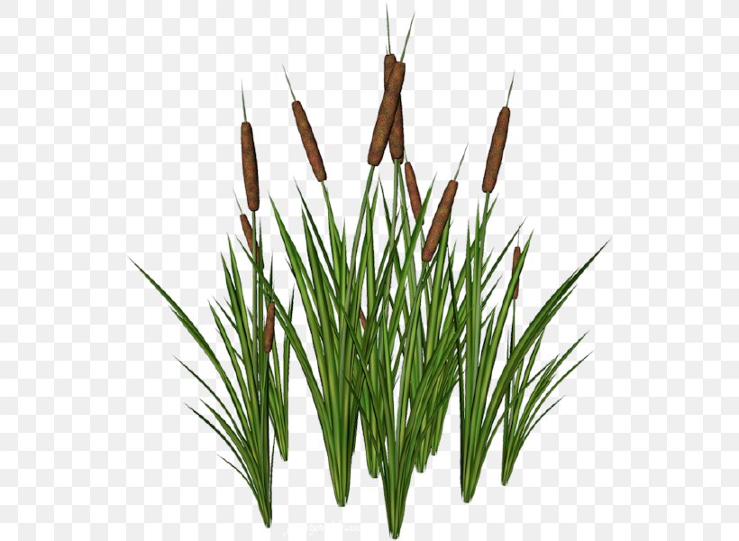 Internet Scirpus TinyPic, PNG, 542x600px, 2016, Internet, Author, Commodity, Grass Download Free
