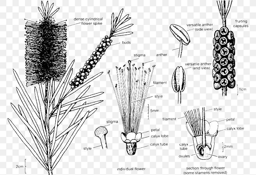 Melaleucas: Their Botany, Essential Oils And Uses Melaleuca Viminalis Melaleuca Citrina, PNG, 772x562px, Botany, Black And White, Bottlebrushes, Branch, Commodity Download Free