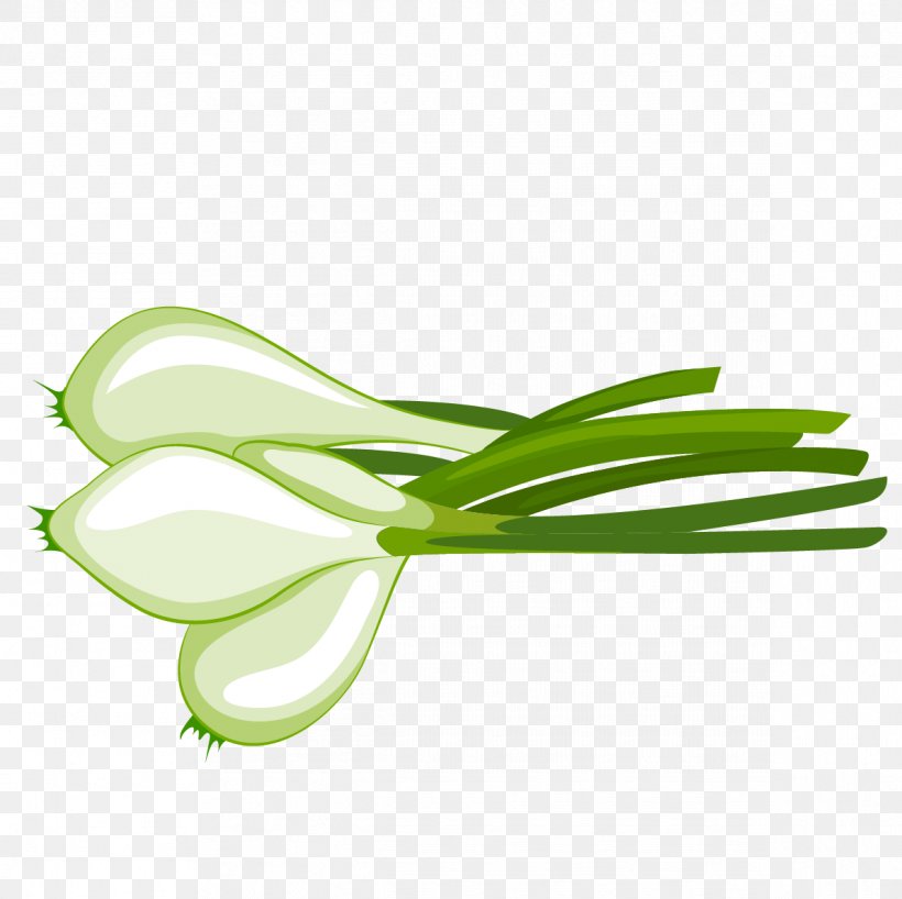 Vegetable Onion Illustration, PNG, 1192x1190px, Vegetable, Allium Fistulosum, Artworks, Black Pepper, Condiment Download Free