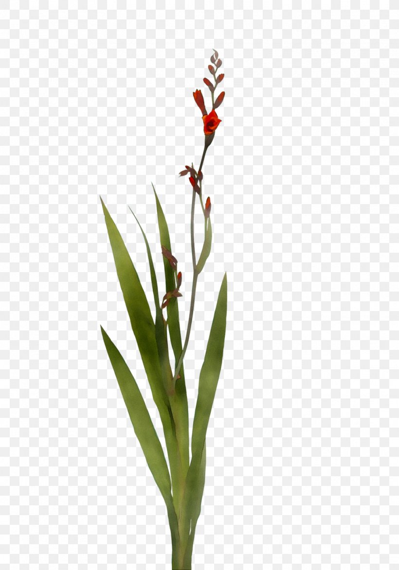 Plant Stem Flowering Plant Bud Plants, PNG, 1136x1626px, Plant Stem, Bud, Flower, Flowering Plant, Pedicel Download Free