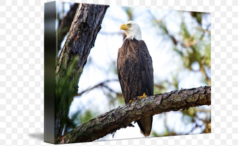 Bald Eagle Photography By Jim Crotty | Picture Ohio LLC Art Imagekind, PNG, 650x503px, Bald Eagle, Accipitriformes, Art, Beak, Bird Download Free