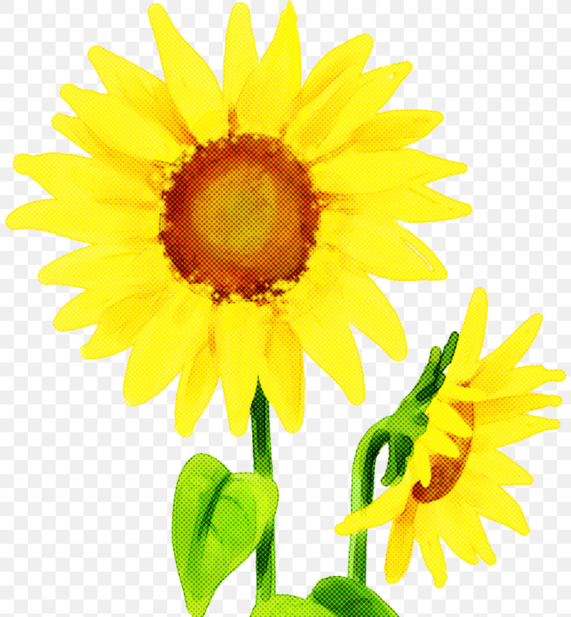 Sunflower, PNG, 806x885px, Flower, Asterales, Cuisine, Cut Flowers, Daisy Family Download Free