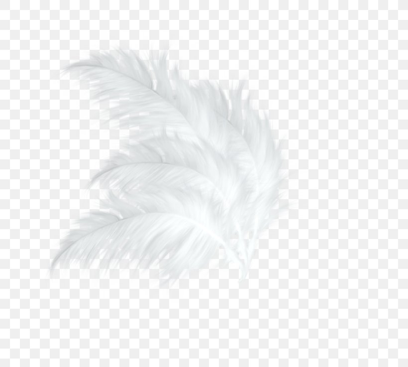 White Feather Black Pattern, PNG, 737x737px, White, Black, Black And White, Feather, Monochrome Download Free