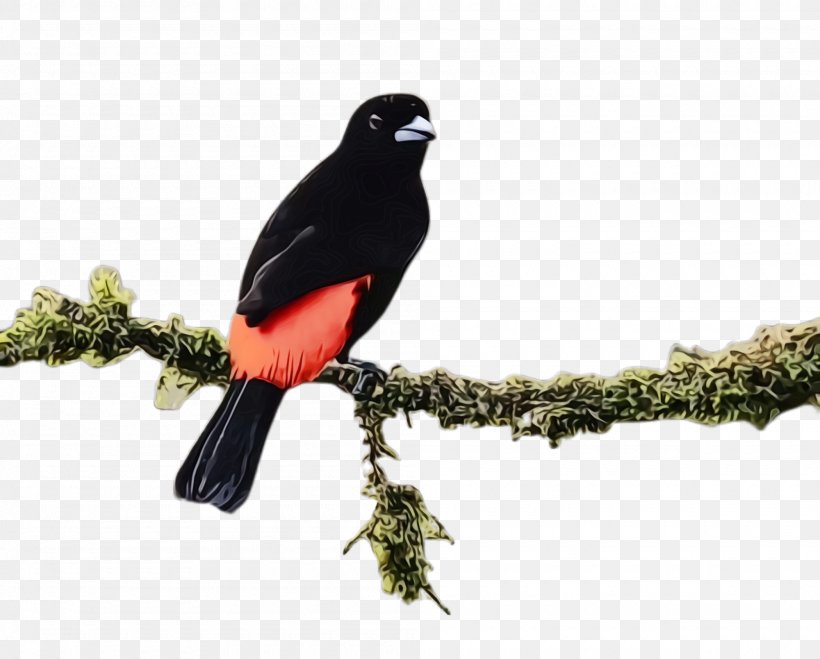 Bird Beak Blackbird Branch Perching Bird, PNG, 2000x1608px, Watercolor, Beak, Bird, Blackbird, Branch Download Free