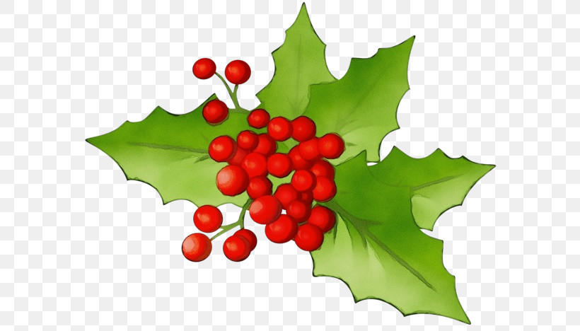 Holly, PNG, 600x468px, Watercolor, American Holly, Currant, Flower, Grape Leaves Download Free