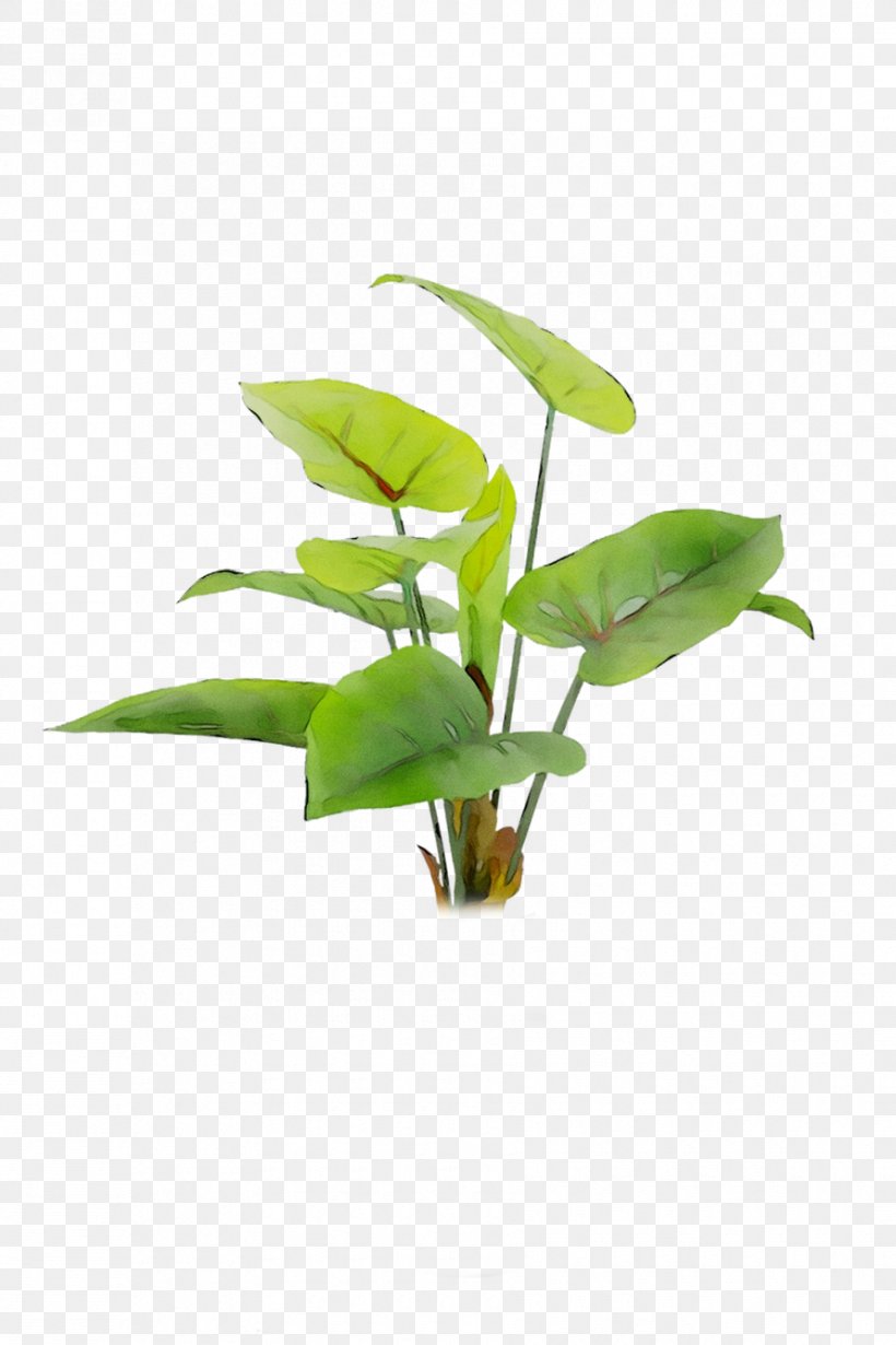 Leaf Flowerpot Plant Stem Houseplant Plants, PNG, 890x1335px, Leaf, Anthurium, Aquarium Decor, Arum Family, Flower Download Free