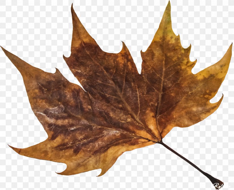 Maple Leaf Plant Clip Art, PNG, 1200x977px, Leaf, Archive File, Maple Leaf, Plant, Rar Download Free