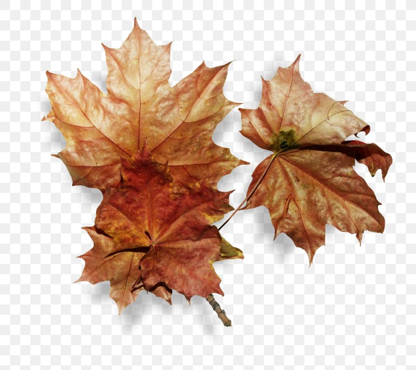 Clip Art Leaf Image Autumn, PNG, 800x729px, Leaf, Autumn, Autumn Leaf Color, Clothing, Flag Of Canada Download Free