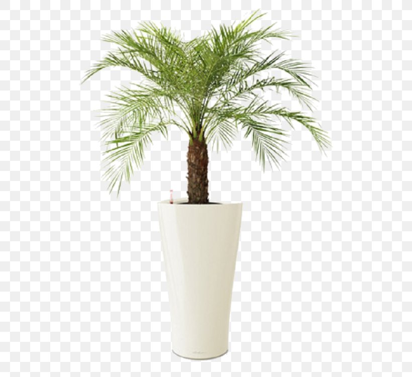 Pygmy Date Palm Tree Plant Chamaedorea Elegans, PNG, 750x750px, Pygmy Date Palm, Arecaceae, Arecales, Chamaedorea Elegans, Date Palm Download Free