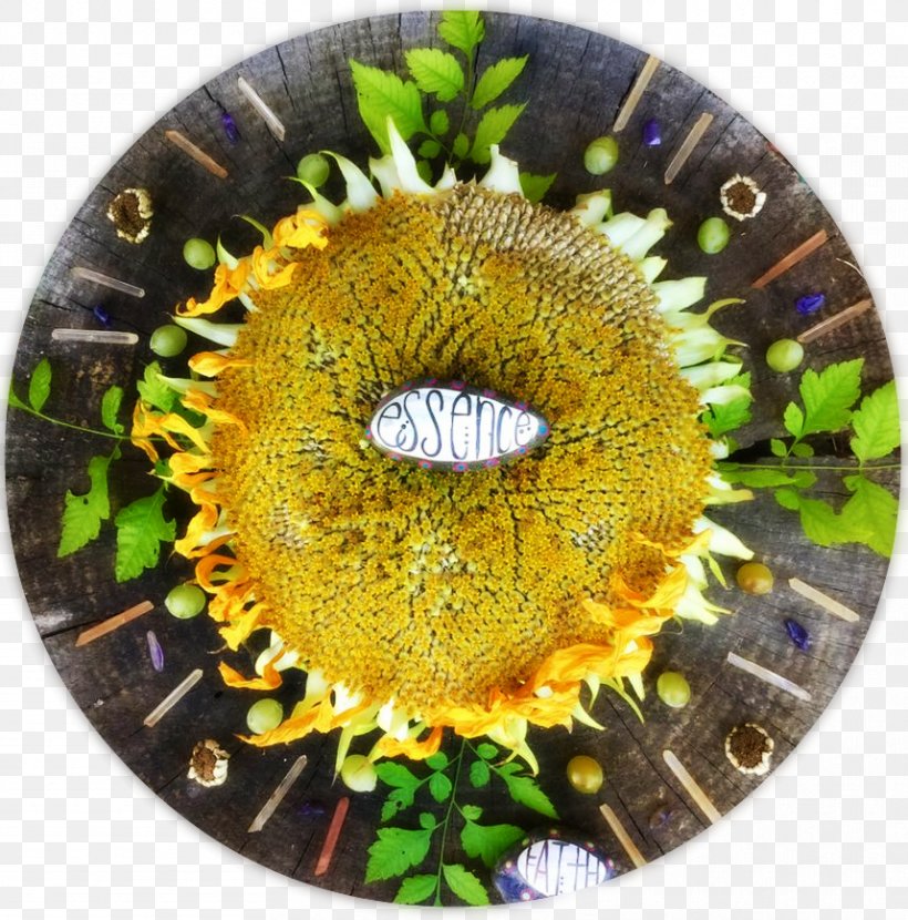 Sunflower M, PNG, 858x869px, Sunflower M, Flower, Sunflower Download Free