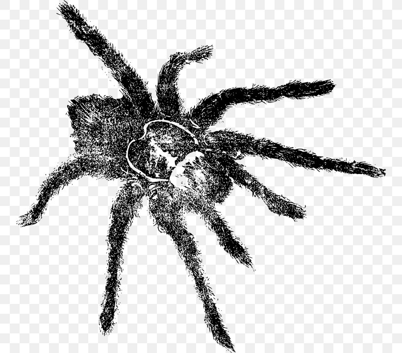 Tarantula Spider Drawing, PNG, 754x720px, Tarantula, Animal, Arachnid, Araneus, Arthropod Download Free