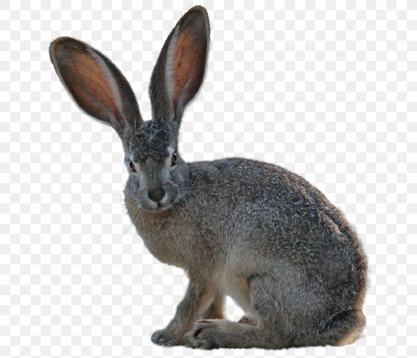 Domestic Rabbit European Hare Arctic Hare Easter Bunny, PNG, 640x704px, Domestic Rabbit, Animal, Arctic Hare, Easter Bunny, European Hare Download Free