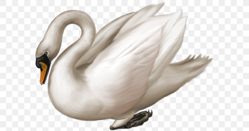 Mute Swan Clip Art, PNG, 600x432px, Mute Swan, Beak, Bird, Black Swan, Blingee Download Free