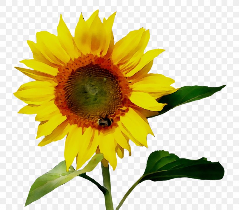 Clip Art Image Desktop Wallpaper, PNG, 1177x1036px, Common Sunflower, Annual Plant, Asterales, Botany, Calendula Download Free