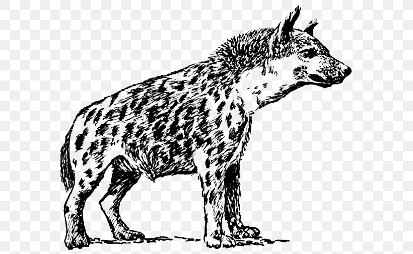 Spotted Hyena Clip Art, PNG, 600x505px, Hyena, Animal Figure, Big Cats, Black And White, Blog Download Free