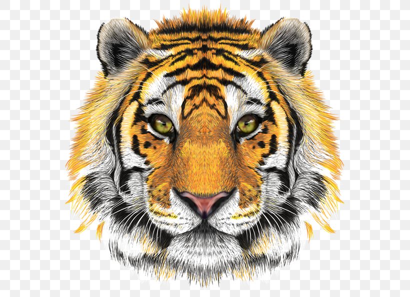 Tiger Sinay.com.tr Clip Art, PNG, 600x594px, Tiger, Big Cats, Carnivoran, Cat Like Mammal, Fur Download Free