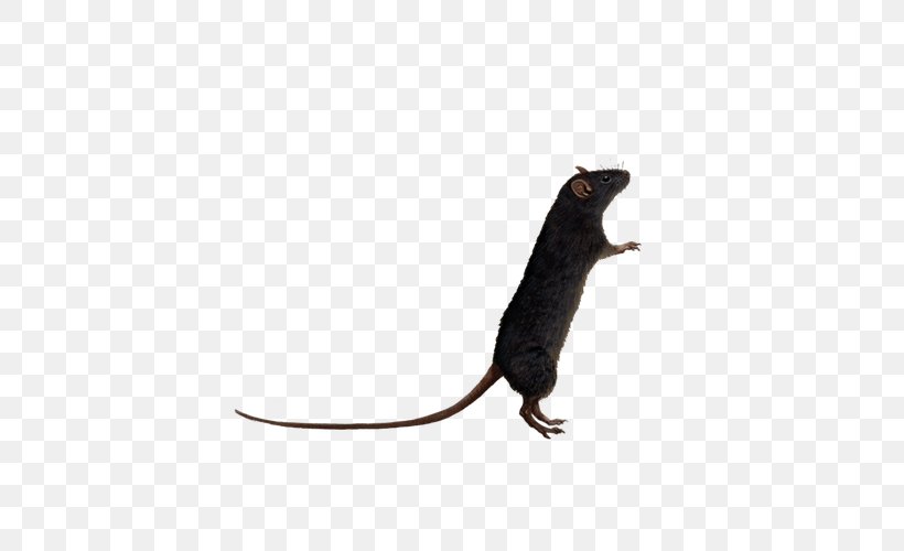 Brown Rat Mouse Black Rat Rodent, PNG, 600x500px, Brown Rat, Agouti Rat, Art, Black Rat, Deviantart Download Free