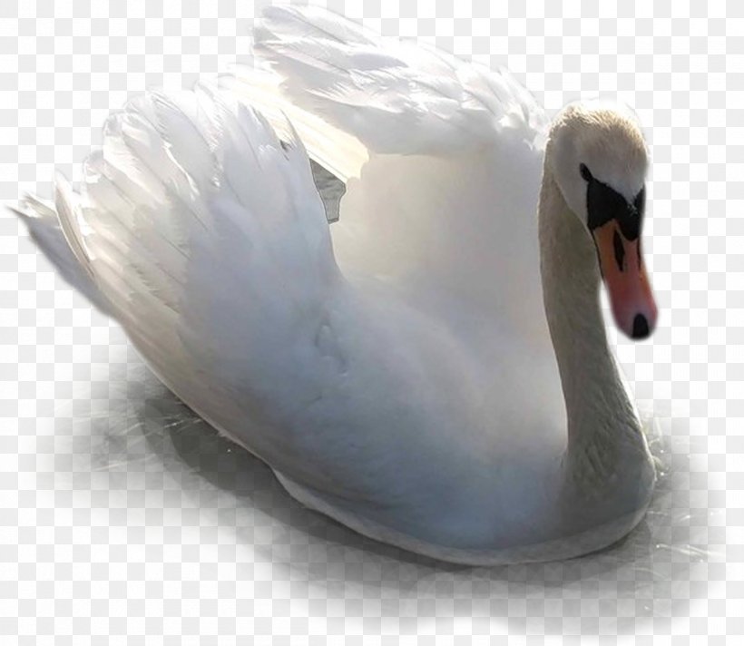 Cygnini Duck Water Bird Goose, PNG, 1200x1042px, Cygnini, Anatidae, Anseriformes, Beak, Bird Download Free