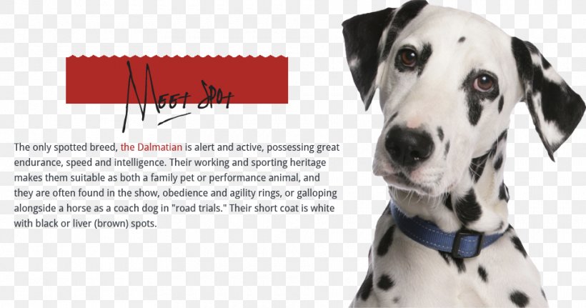 Dalmatian Dog Puppy Pit Bull Dachshund Cat, PNG, 960x505px, Dalmatian Dog, Animal, Bark, Carnivoran, Cat Download Free