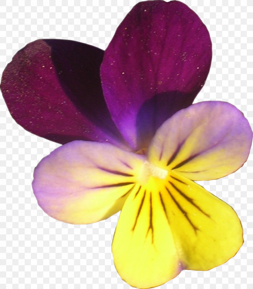 Pansy Violet Close-up, PNG, 1213x1387px, Pansy, Closeup, Flower, Flowering Plant, Magenta Download Free