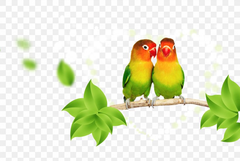 Parrot Lovebird Budgerigar, PNG, 3050x2050px, Parrot, Beak, Bird, Branch, Budgerigar Download Free