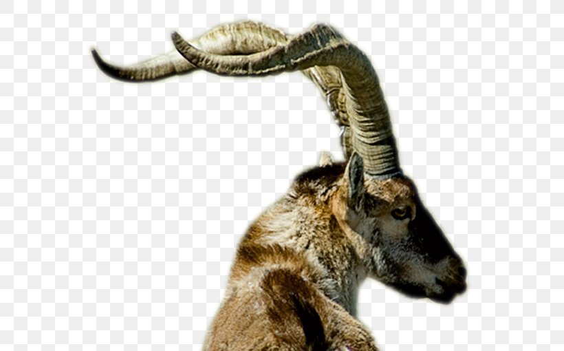 Alpine Ibex Trophy Hunting Goat Iberian Ibex, PNG, 615x510px, Alpine Ibex, Caprinae, Cattle Like Mammal, Cow Goat Family, Fauna Download Free