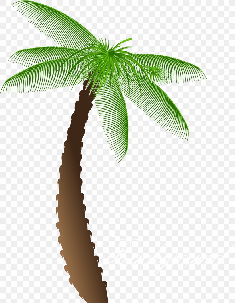 Arecaceae Tree Cartoon, PNG, 2186x2815px, Arecaceae, Arecales, Cartoon, Date Palms, Drawing Download Free